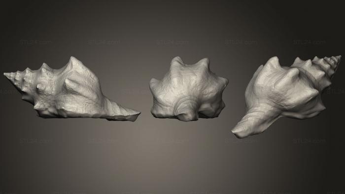 Камни и ракушки (Отсканированная морская раковина, ROCKS_0035) 3D модель для ЧПУ станка